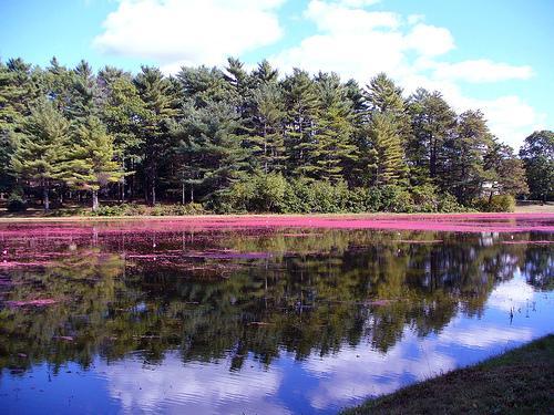 Cranberry Gardens Inn Wareham Exteriör bild